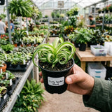 Curly Spider Plant Live, Indoor Decor Plant, 3-5 Inch Tall, 2 Inch Pot