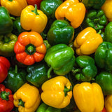 Bell Pepper Plants Live, Live Seedling, 4-6 Inch Tall, 4 Inch Pot