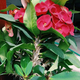 Red Crown of Thorns Live Plant, 4-7 Inch Tall, 4 Inch Pot