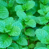 Peppermint Herb Live Plant in 4 Inch Pot, 3-5 Inch Tall