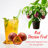 Red Passion Fruit Live Plant, Well-Rooted Starter Plant, 4-6 Inch Tall