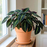 Begonia Live Plant, Basket Plant, 4-6 Inch Tall, 4 Inch Pot
