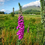 Purple Foxglove Flower Live Plant, 3-6 Inch Tall, 3 Inch Pot