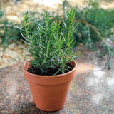 Rosemary Live Plant, Garden Herb Plant, 4-7 Inch Tall, 4 Inch Pot