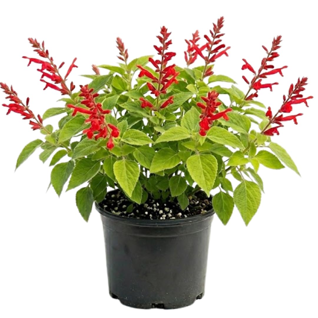 2 Pineapple Live Salvia Sage Plants, Landscape Flower Plant, 4 Inch Pot