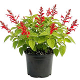 2 Pineapple Live Salvia Sage Plants, Landscape Flower Plant, 4 Inch Pot