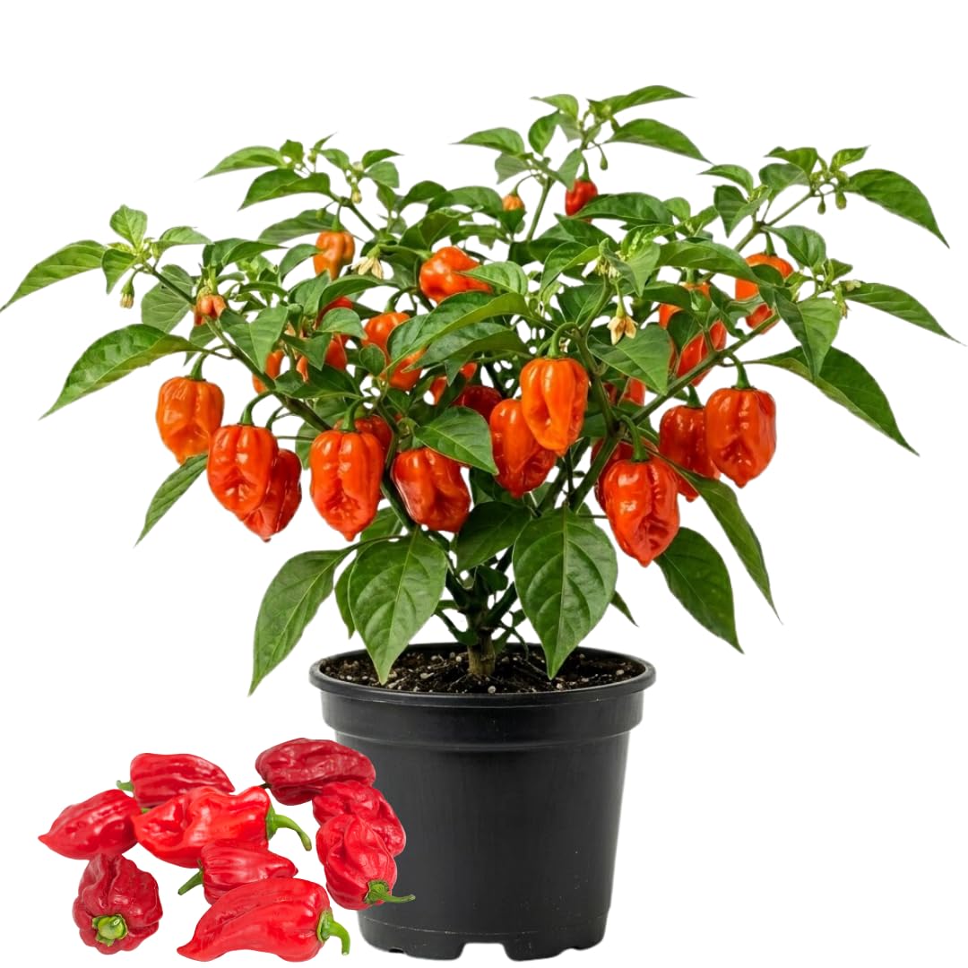 Red Habanero Pepper Plant Live, Hot Pepper Plant, 4-6 Inch Tall, 4 Inch Pot