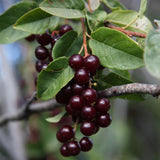 Chokecherry Plant Live, Fruit Tree, 5-8 Inch Tall, 5 Inch Pot