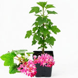 Pink Currant Bush Live Plant, Berry Shrub, 6-10 Inch Tall, 4 Inch Pot