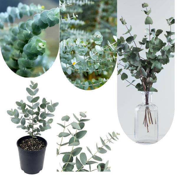 Silver Eucalyptus Tree Plant Live, Foliage Tree, 4-6 Inch Tall, 5 Inch Pot