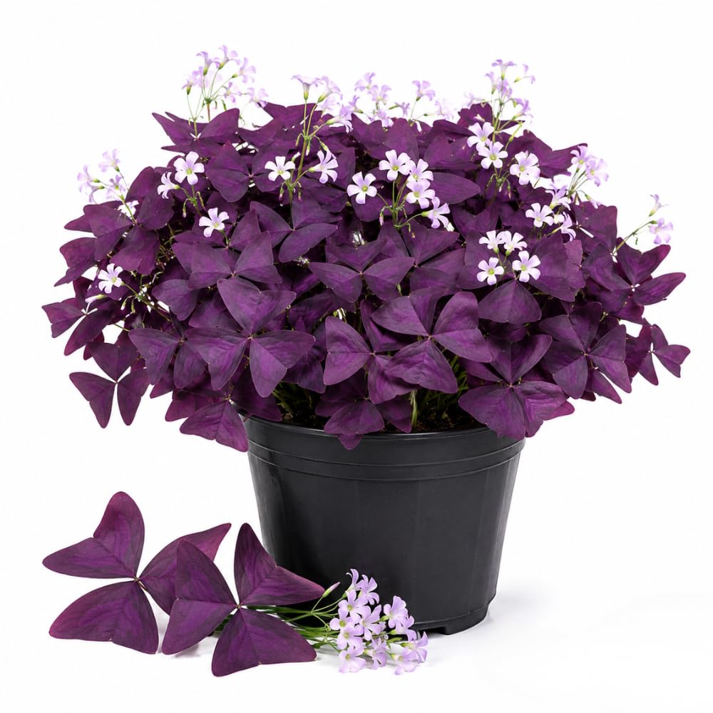 Purple Shamrock Oxalis Live Plant, 4-7 Inch Tall, 4 Inch Pot