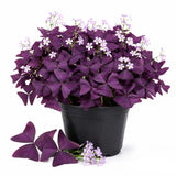 Purple Shamrock Oxalis Live Plant, 4-7 Inch Tall, 4 Inch Pot