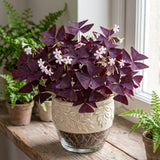 Set 2 Deep Purple Oxalis Triangularis Live Plant, 4–8 Inch Tall