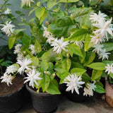 Belle of India Jasmine Live Plant, 4-7" Tall