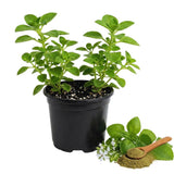 2 Cuban Oregano Plants Live, Garden Herb Plant, 4 Inch Tall, 4 Inch Pot