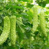 Green Bitter Melon Live Plant, Edible Vine, 4-6 Inch Tall, 4 Inch Pot