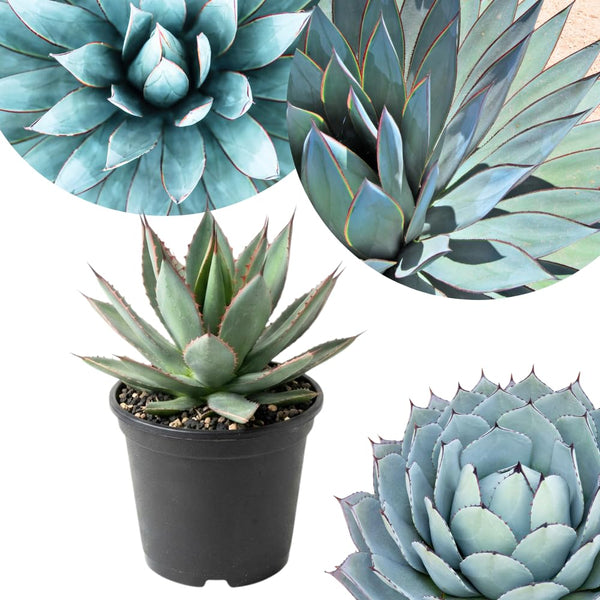 Blue Agave Plant Live, Low Maintenance Succulent, 4 Inch Pot