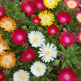 Ice Plant Live Plant, Flowering Succulent Ground Cover, 4 Inch Pot