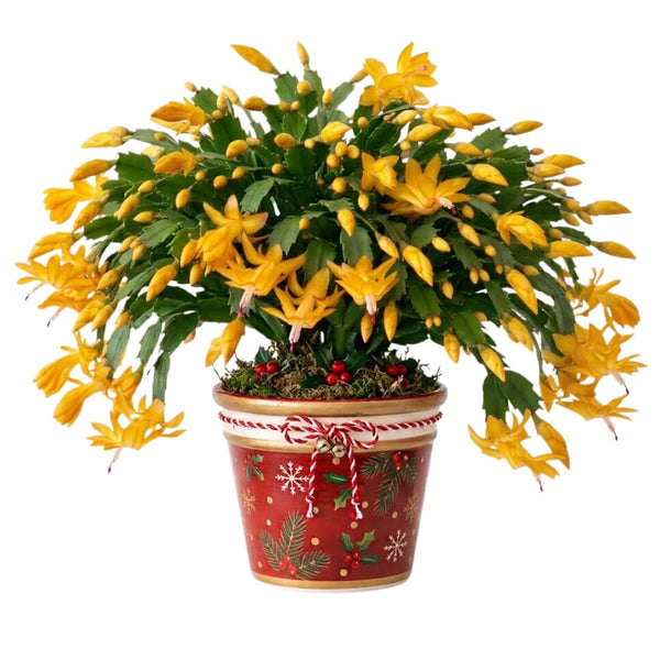 Yellow Holiday Christmas Cactus Live Plant, 4-6 Inch Tall