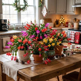 Random Color Christmas Cactus Live Plant, 3 Inch Pot, 2 Plants Per Pot