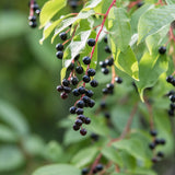 Chokecherry Live Plant, Berry Shrub, 7-9 Inch Tall, 5 Inch Pot
