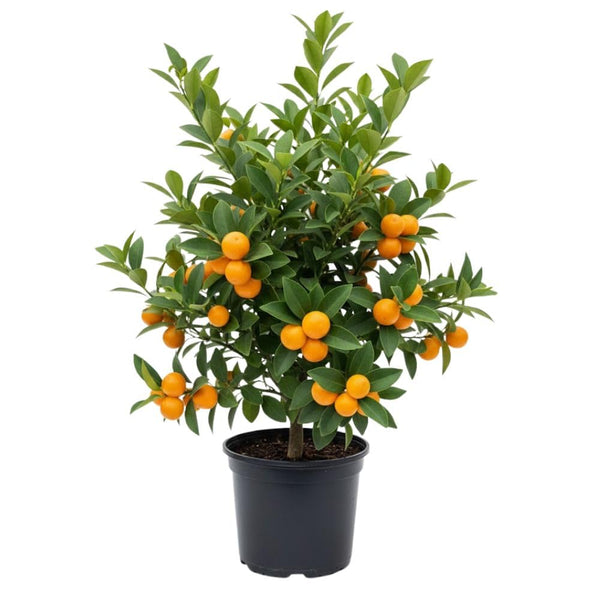 Live Meiwa Kumquat Tree 1 Gallon Pot