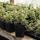 White Purple Fuchsia Live Plant, Flower Plant, 4-8 Inch Tall in 5 Inch Pot