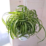 Curly Spider Live Plant, Indoor Decor Plant, 3-5 Inch Tall, 2 Inch Pot
