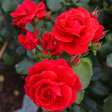 Miniature Rose Plant Live, 3-5 Inch Tall, 3 Inch Pot