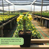 Yellow Crown of Thorns Plant Live, Houseplant, 4-6 Inch Tall, 4 Inch Pot