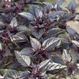 Dark Purple Basil 3-5" Tall, Basil Herb Plant in Pot