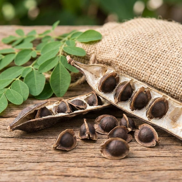 50 + Moringa Seeds to Plant, Garden Seeds for Planting