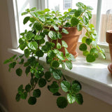 Green Swedish Ivy Plectranthus Live Plant, 4-6 Inch Tall, 4 Inch Pot
