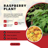 3 Black Raspberry Live Plants, 3-5 Inch Tall