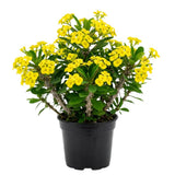 Crown of Thorns Plant, 4-6 Inc Tall, Flowering Succulent, Yellow Blooms