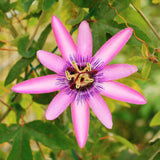 Lavender Passion Flower Live Plant, Passiflora Garden Vine, 4-7 Inch Tall
