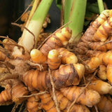 Yellow Turmeric Roots for Growing