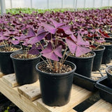 Purple Shamrock Oxalis Live Plant, 4-7 Inch Tall, 4 Inch Pot