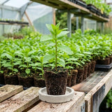 3 Peppermint Live Plants, Indoor Outdoor Herb Plant, 4-7 Inch Tall