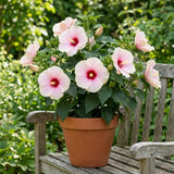 2 Pink Red Hibiscus Bushes Live Plants, Vibrant Bloom Plant, 5-7 Inch Tall