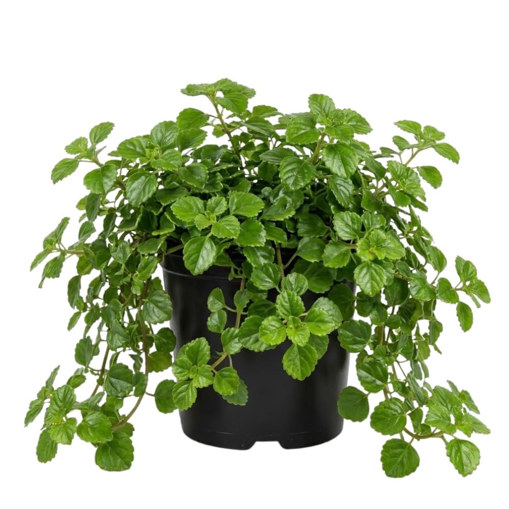 Green Swedish Ivy Plectranthus Live Plant, 4-6 Inch Tall, 4 Inch Pot
