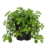 Green Swedish Ivy Plectranthus Live Plant, 4-6 Inch Tall, 4 Inch Pot