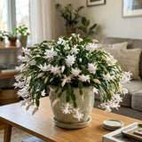 Live White Christmas Cactus in 3 Inch Pot, 2 Plants Per Pot