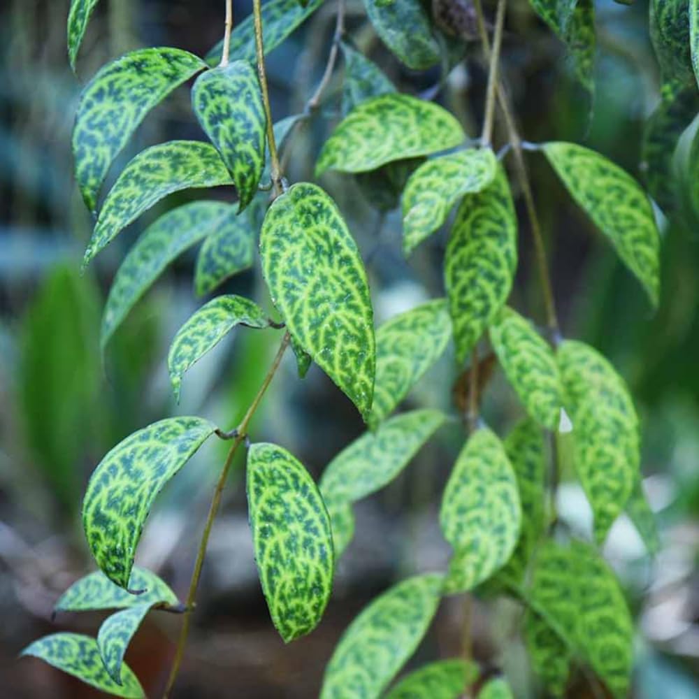 Lipstick Live Plant, Houseplant, 2 Inch Pot