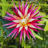 Pink Fishbone Cactus Epiphyllum Live Plant, 2 Inch Pot