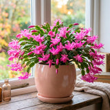 Pink Holiday Cactus Live Plant, Live Houseplant, 4-7 Inch Tall, 4 Inch Pot