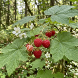 White Thimbleberry Live Plant, Berry Fruit Plant, 3-4 Inch Tall, 5 Inch Pot