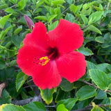 4 Red Hibiscus Plants Live, Flower Bush, 4-8 Inch Tall