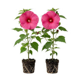 Set 2 Deep Pink Rose Hibiscus Plant Live
