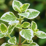 2 Cuban Oregano Live Plants, Herb Plant, 4 Inch Tall, 4 Inch Pot